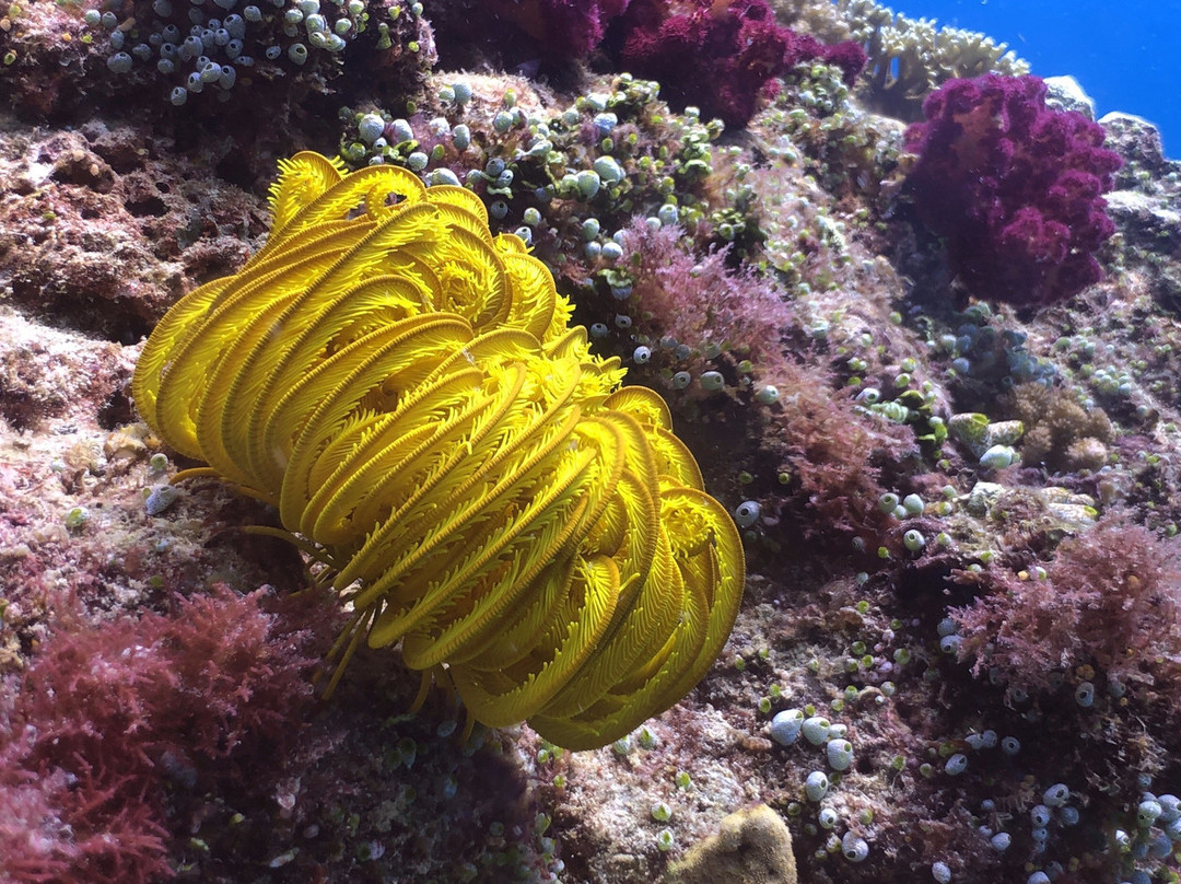 Deep Zone Dive Center景点图片