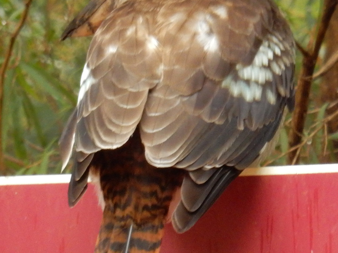 Boranup Gallery-Forest Grove必去景点