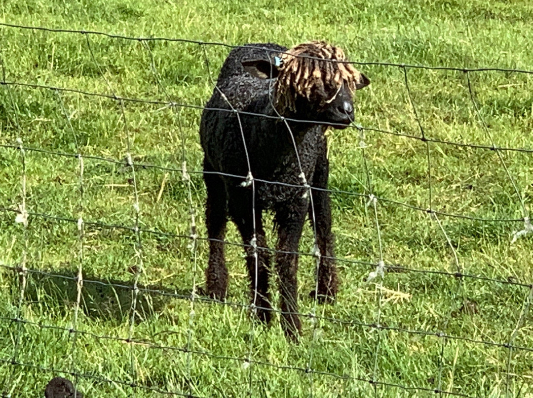 Elmfield House主图