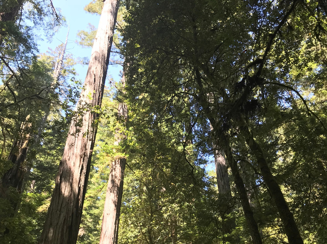 Redwood National and State Parks景点图片