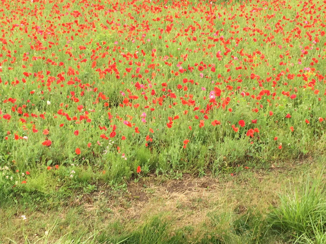 Shingenbomichi-北斗市必去景点
