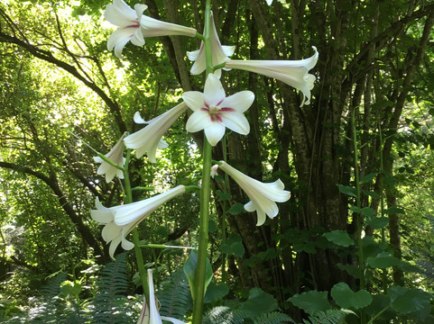 Peel Forest旅游攻略图片