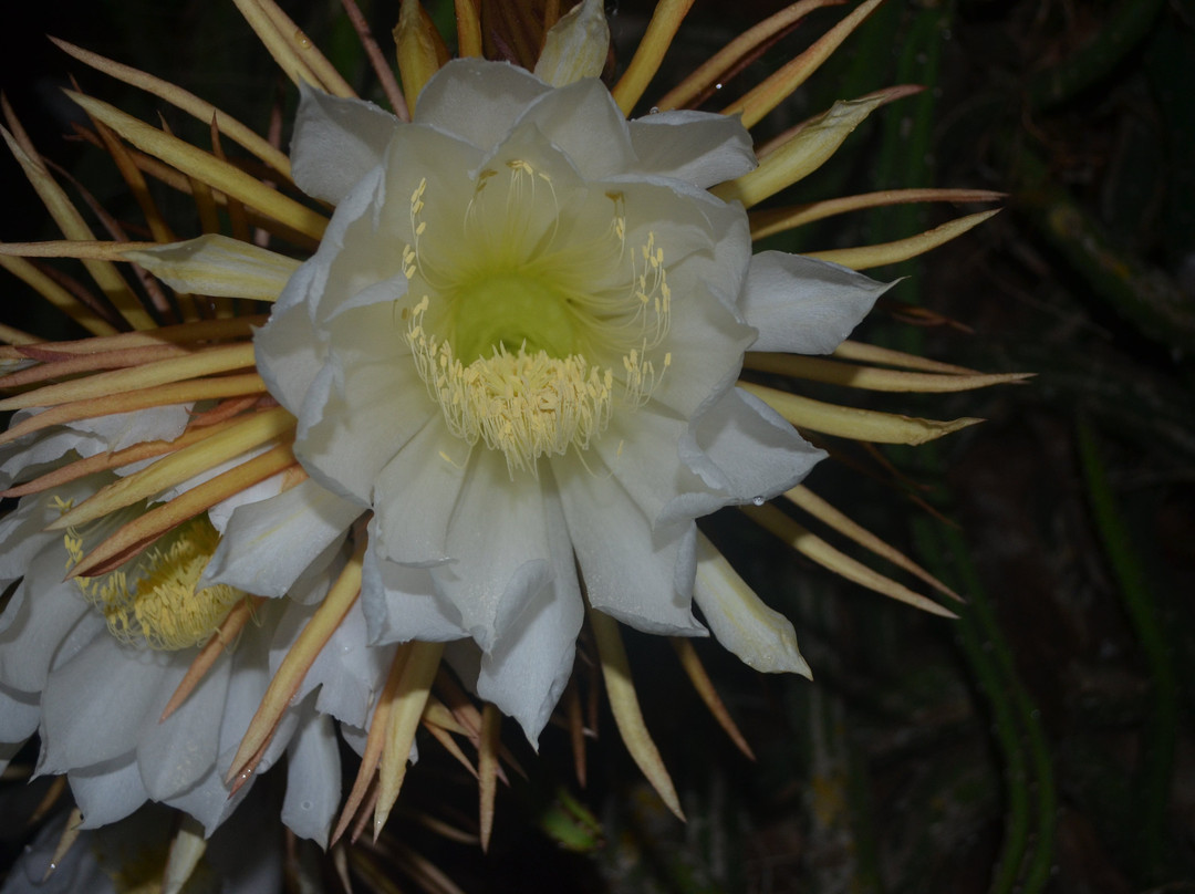 Floridana Beach Motel主图