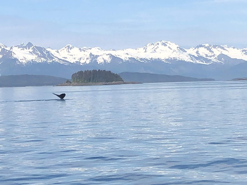 Whale Watching and Wildlife Tours-朱诺必去景点