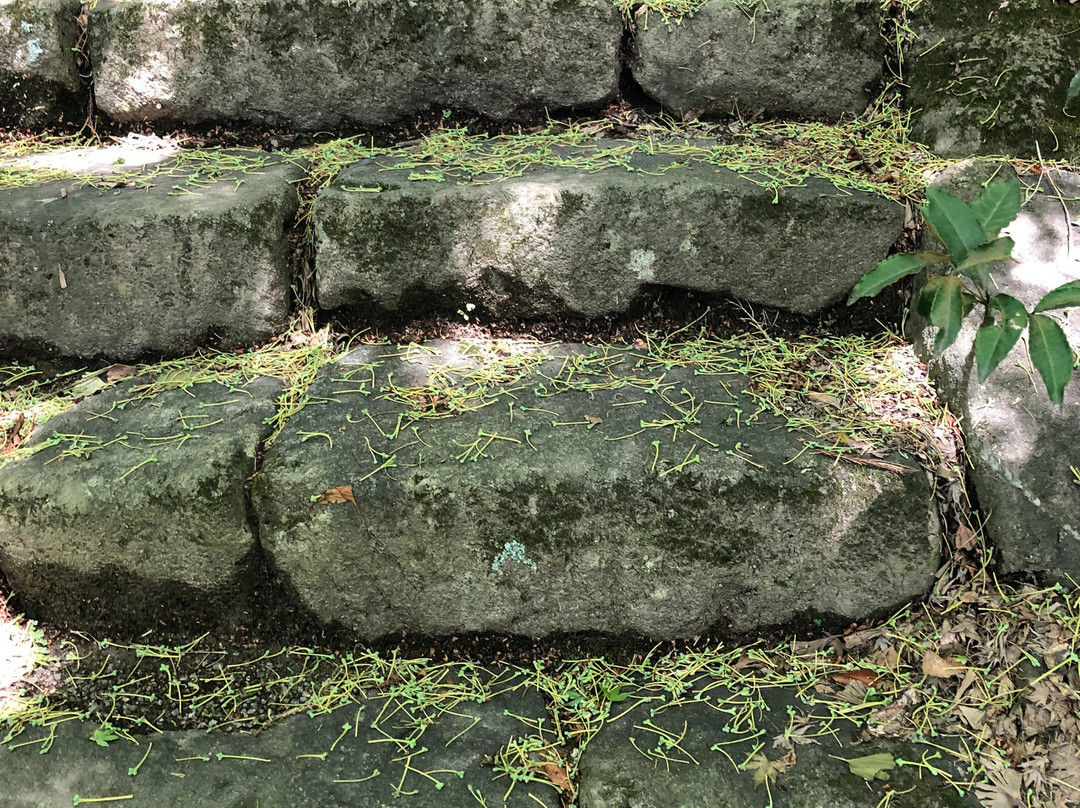 Kaiba Jinja No Honoki景点图片