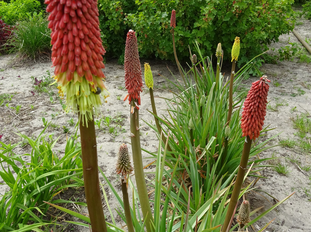 Snijbloemen Pluktuin Bakkum景点图片