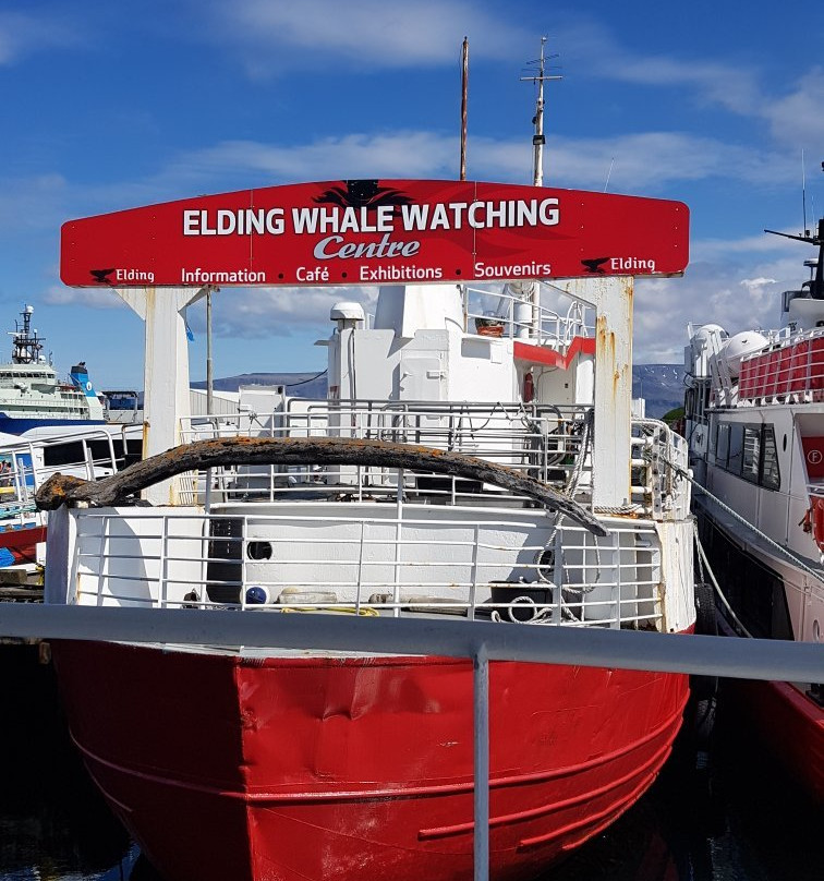 Elding Whale Watching景点图片