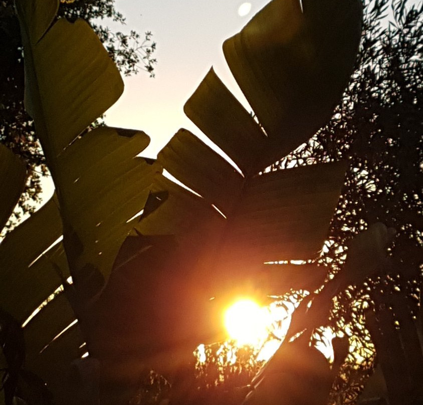 Gato Preto de Silves主图