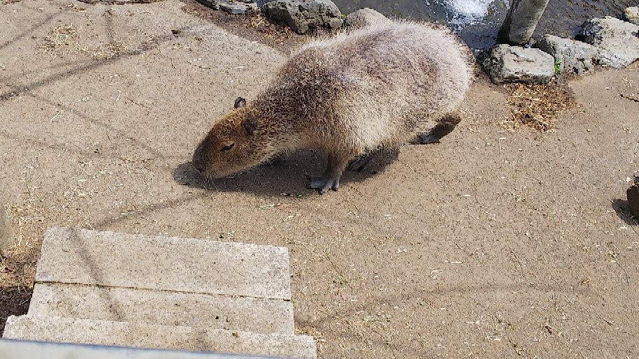 Hitachi City Kamine Zoo-日立市必去景点
