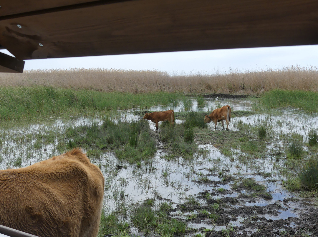 Akrotiri Marsh-Akrotiri必去景点