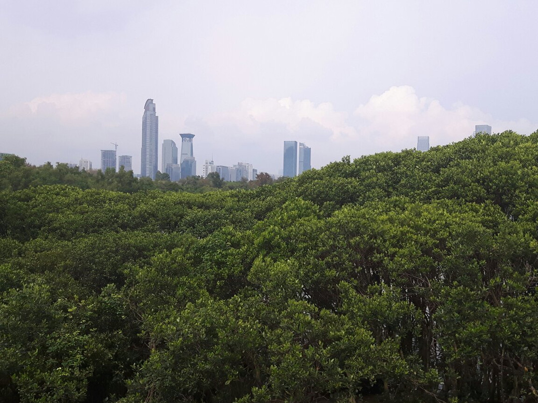 福田红树林自然保护区景点图片