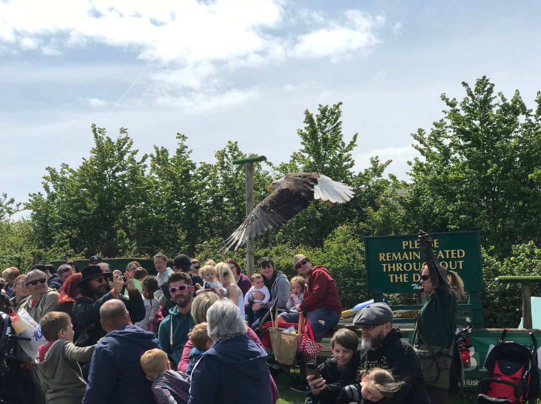 Hawkridge Bird Of Prey Centre-埃克斯茅斯必去景点