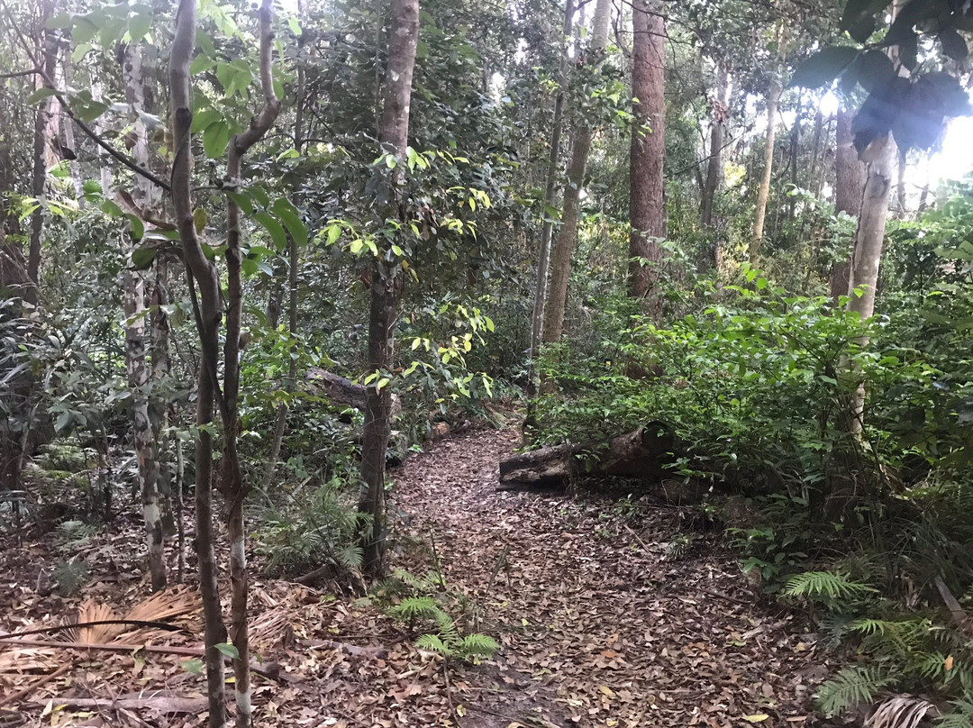 Alex Forest Conservation Area景点图片