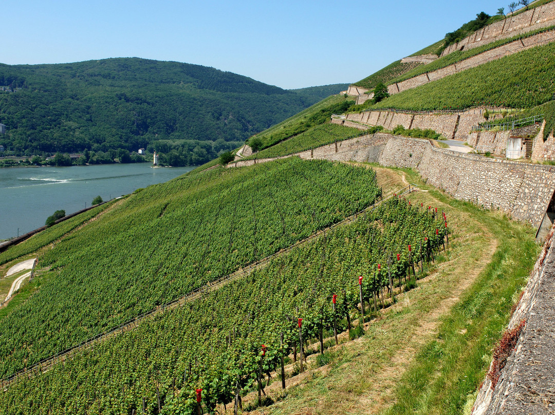 Weingut Dr. Corvers-Kauter景点图片