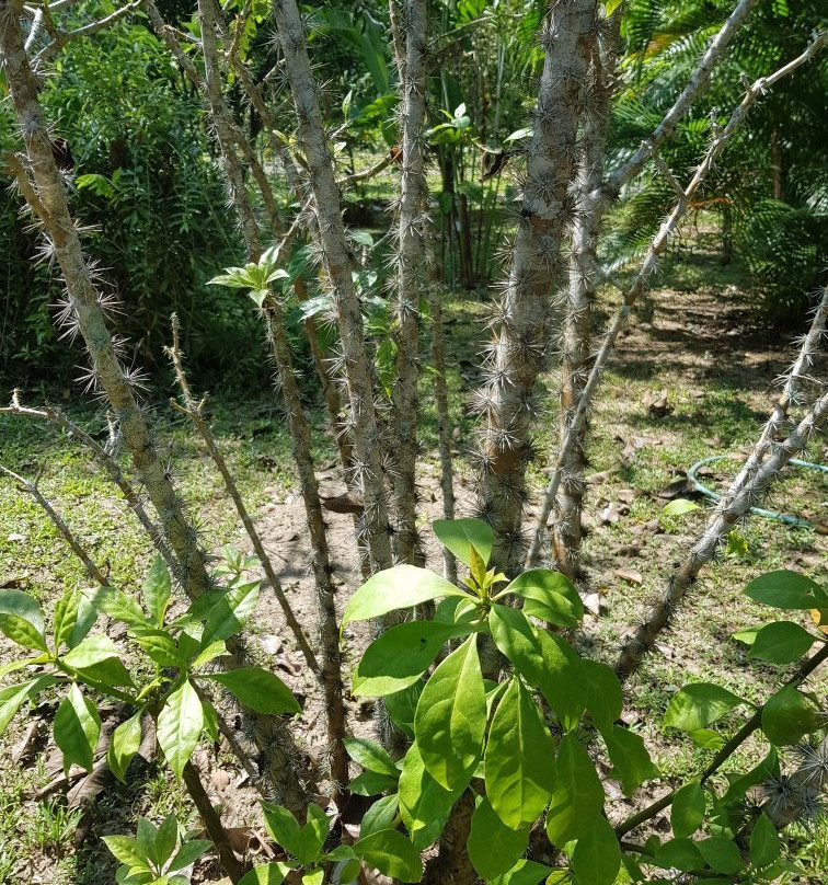 Na Tin Spicy Garden-奥南必去景点