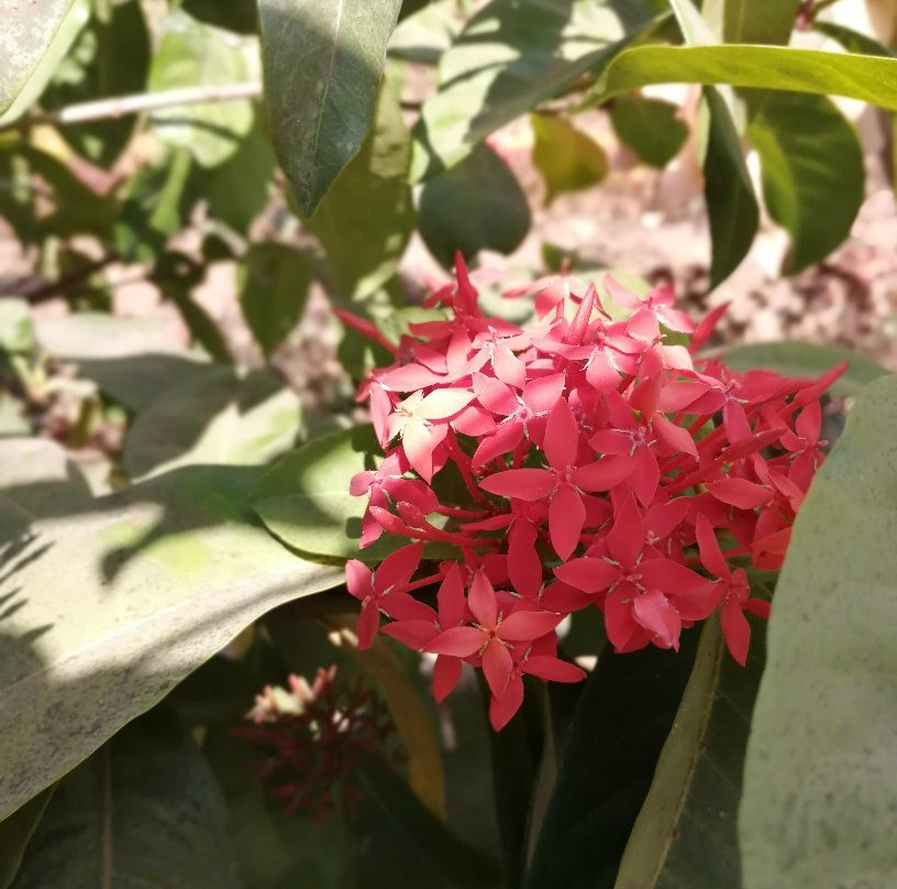 Dhamma Giri - Vipassana International Academy景点图片