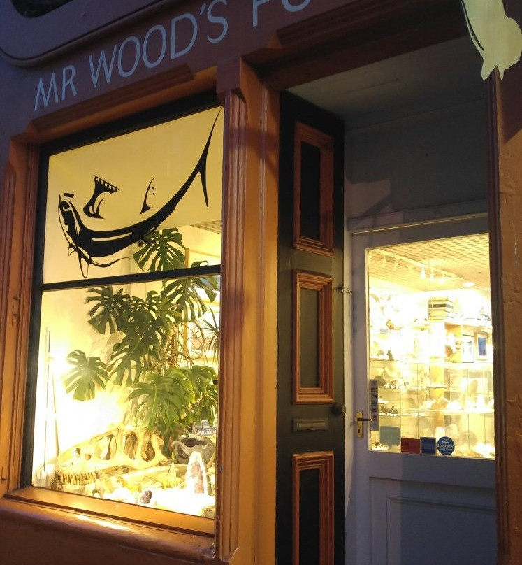 Mr Wood's Fossils-爱丁堡必去景点
