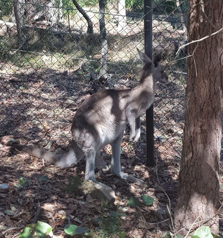 Walkabout Creek Discovery Centre-布里斯班必去景点