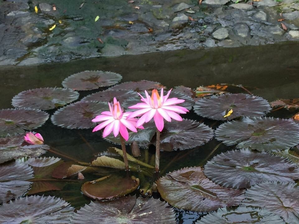 Villa Isola-万隆必去景点