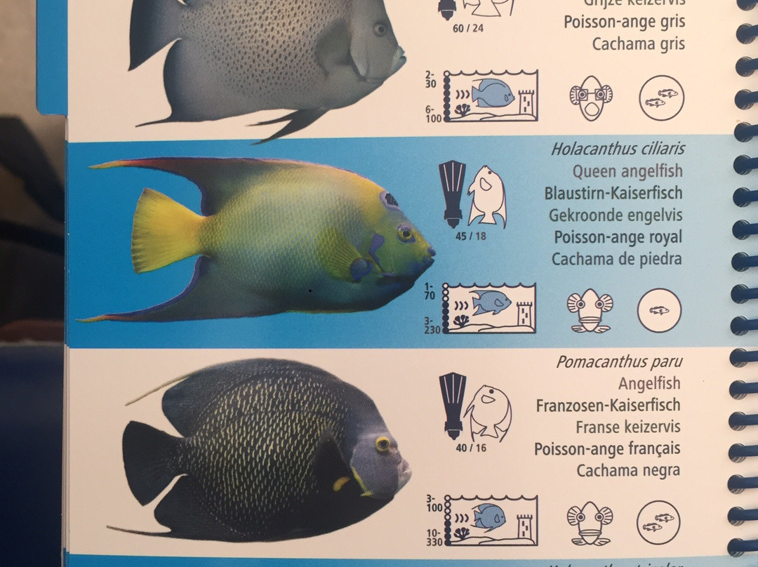 Pisquettes Plongée-Terre-de-Haut必去景点