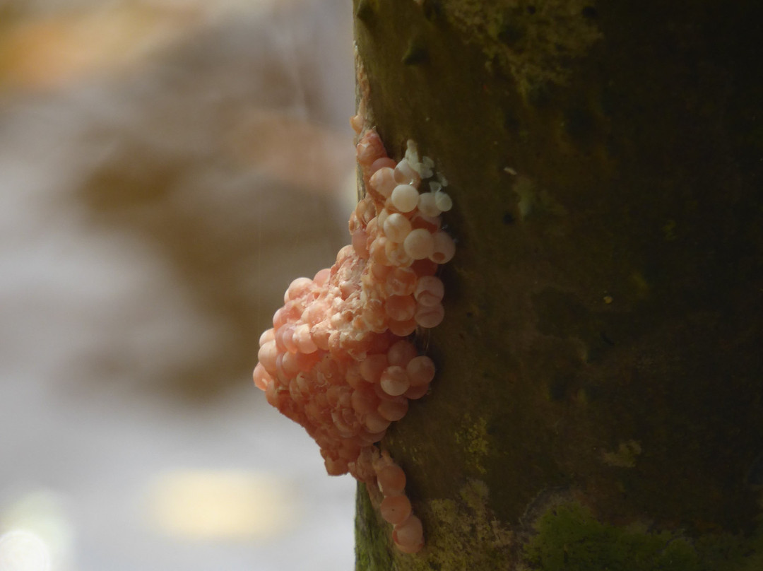 Peperpot Nature Park-Meerzorg必去景点