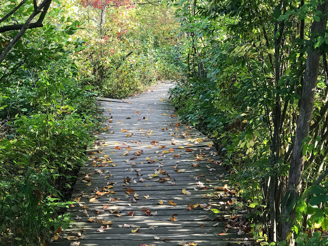 Mass Audubon Ipswich River Wildlife Sanctuary-Topsfield必去景点