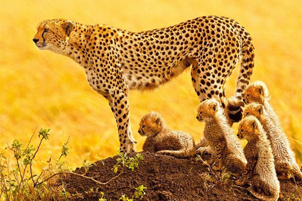 Myriad Safaris-阿鲁沙必去景点