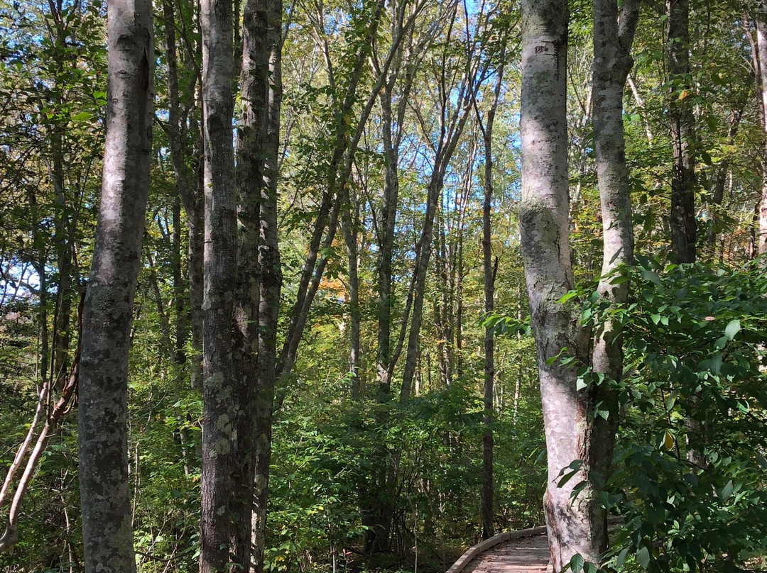 Dundery Brook Trail景点图片