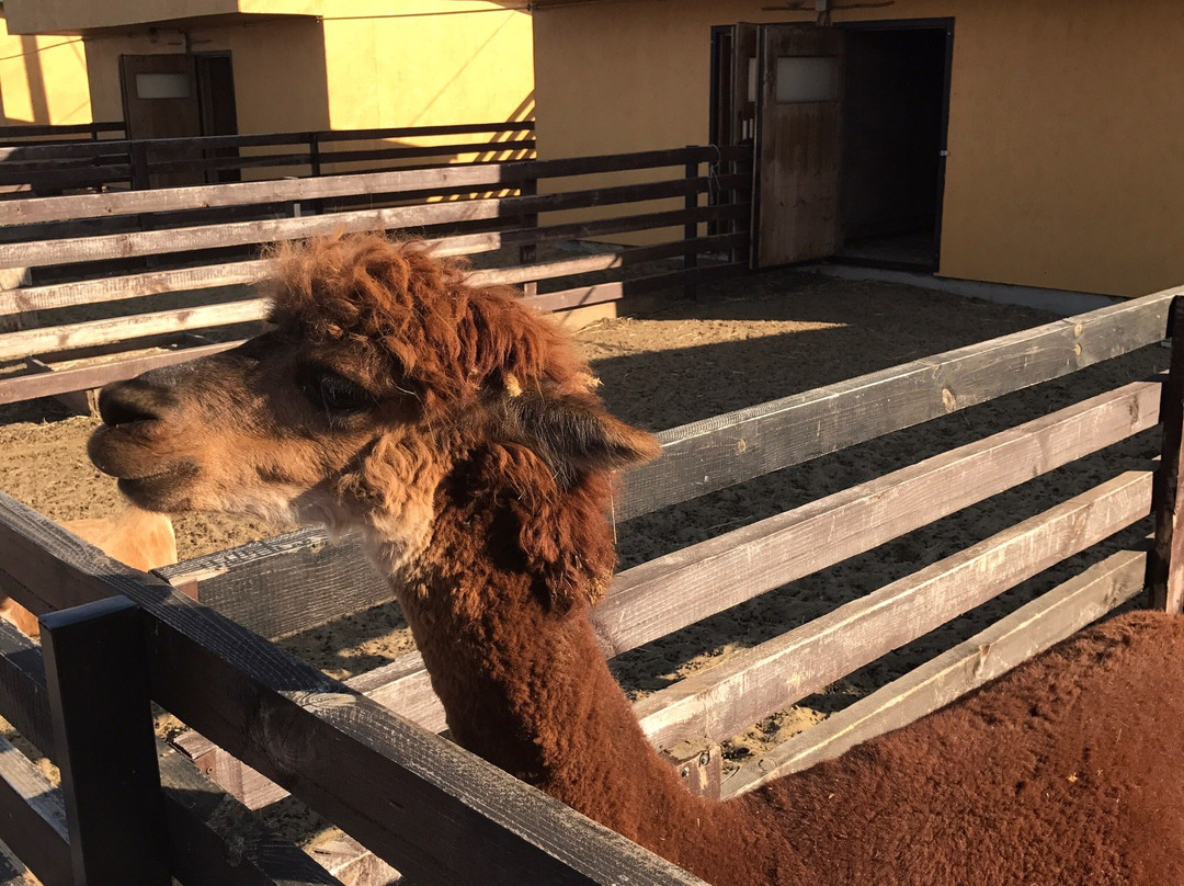 Kazeyevka旅游攻略图片