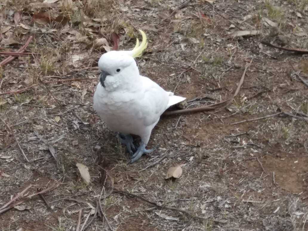 Wildlife Tours Australia-悉尼必去景点