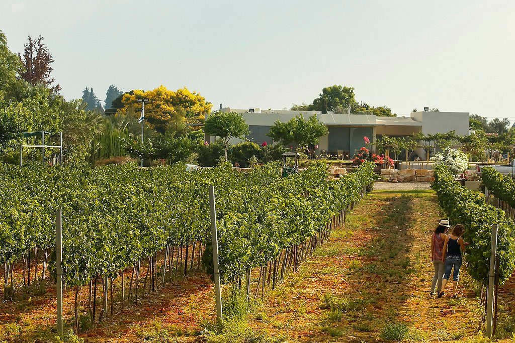 Chitim Winery景点图片