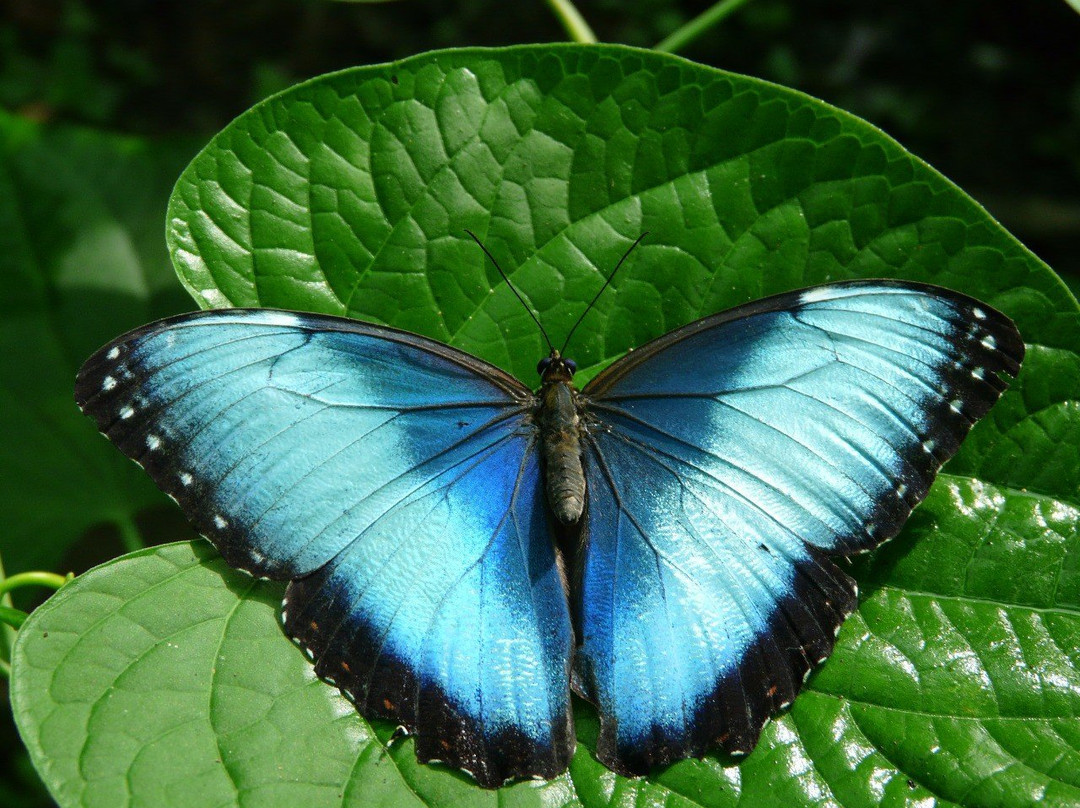 Mariposario La Casa de la Morpho Azul景点图片