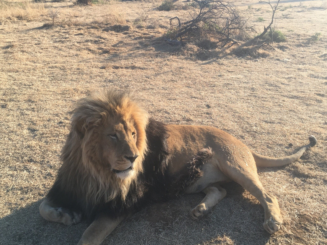 Boskoppie Lion & Tiger Reserve-Kroonstad必去景点