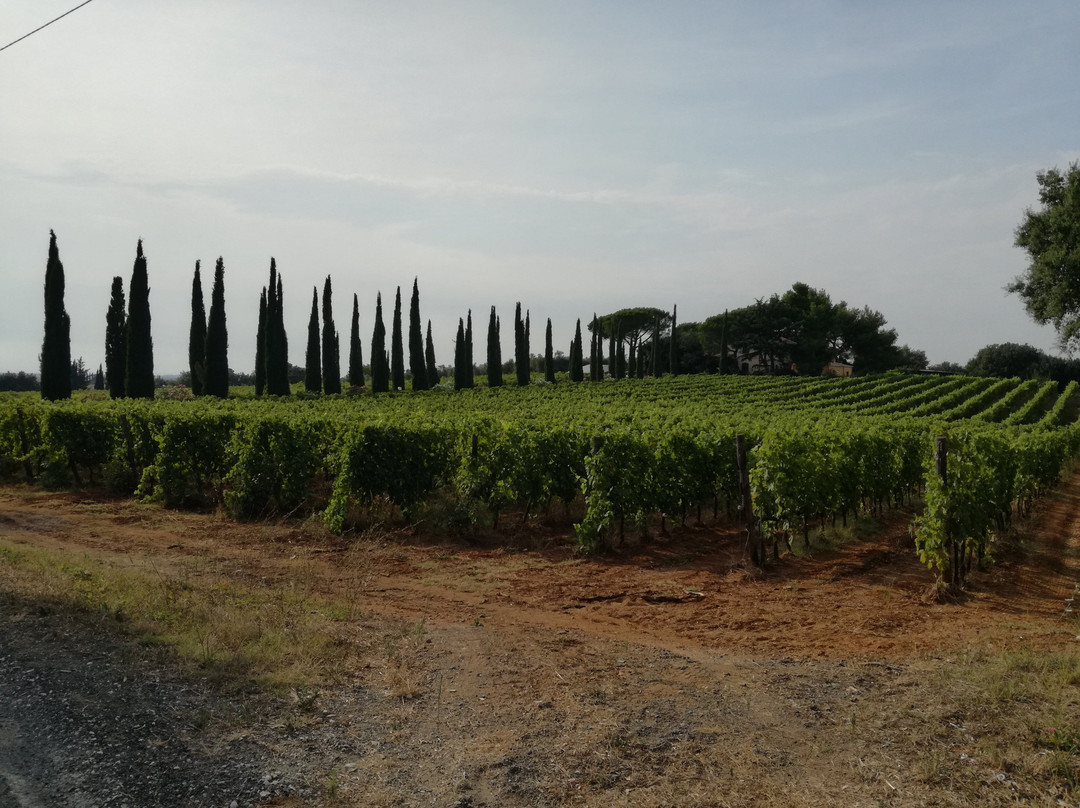 Agriturismo La Sassetta主图