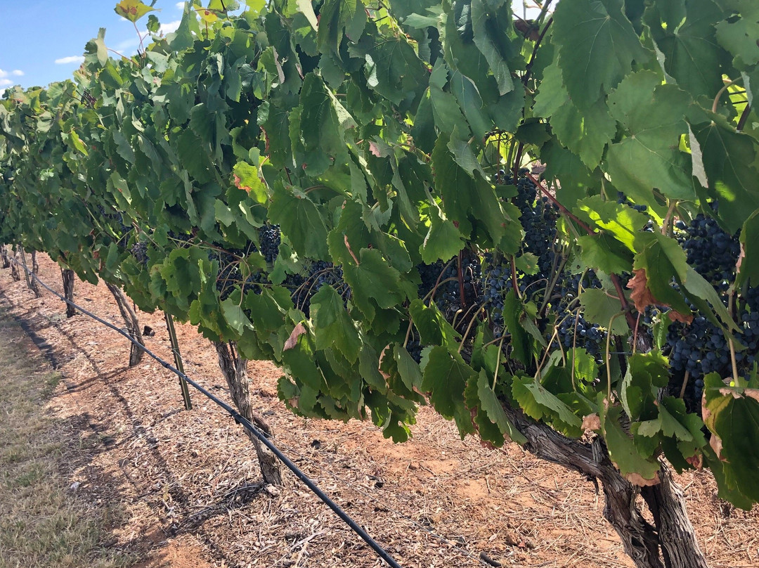 Barking Rocks Winery-格兰伯里必去景点