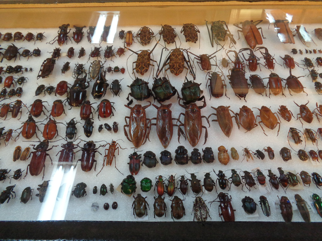 Museum of Natural Sciences景点图片