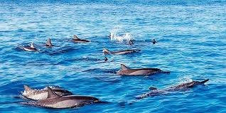 Dolphin Encounter-塔玛琳必去景点