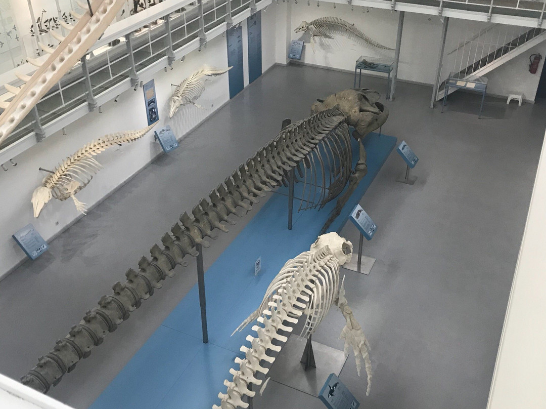 Zoologisches Museum-基尔必去景点