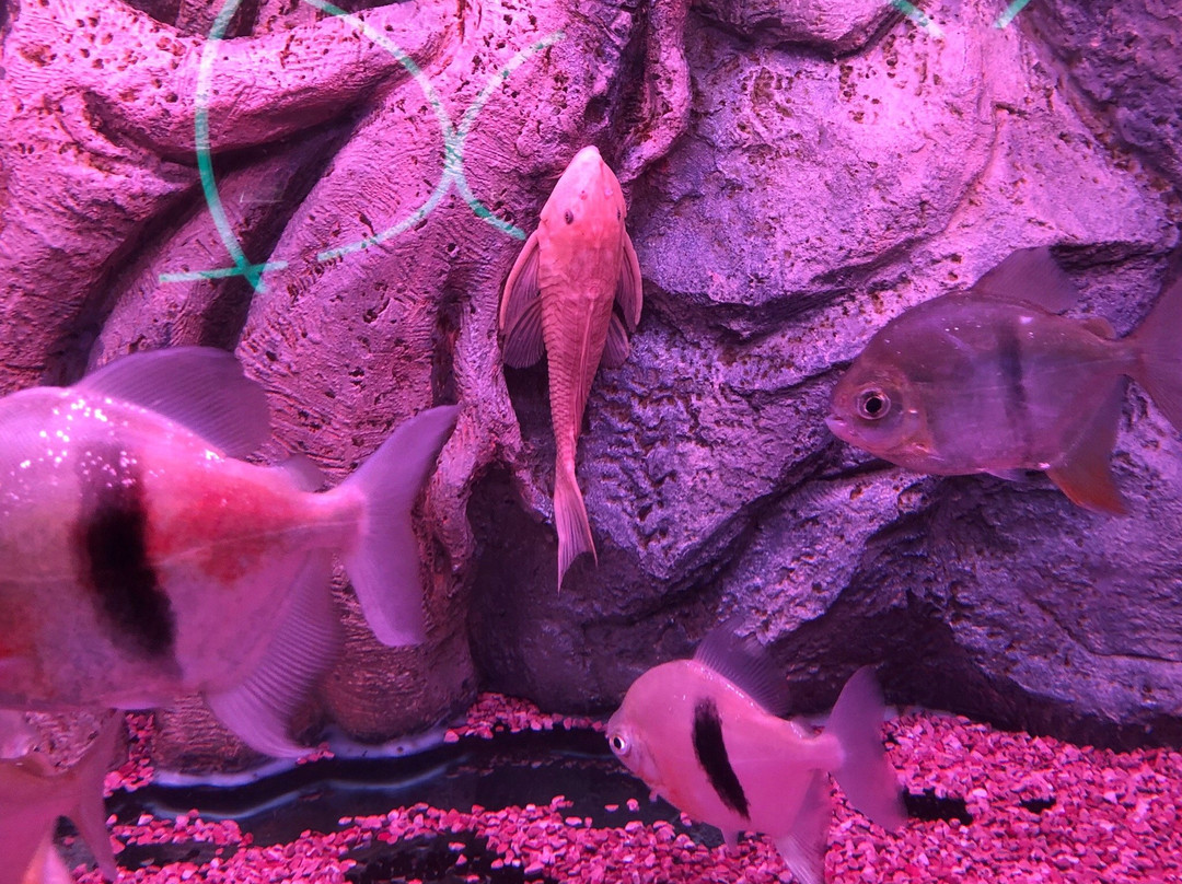 World Of Dragon-Padang Serai必去景点