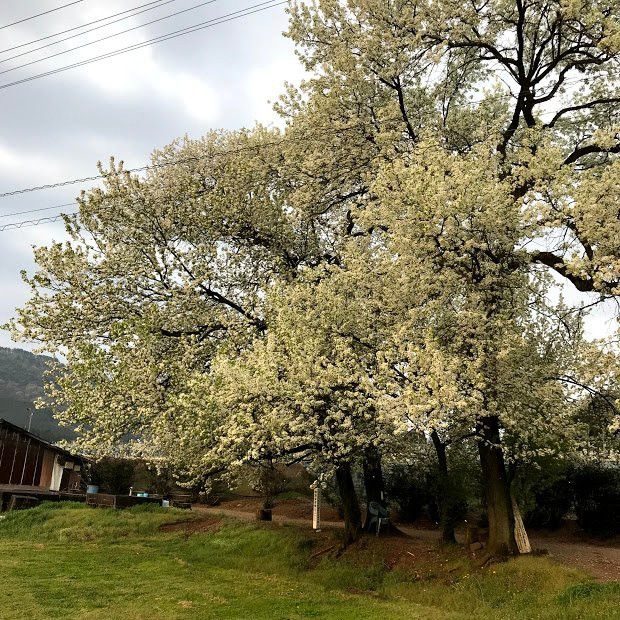 Hitatoribaru Orchards-日田市必去景点