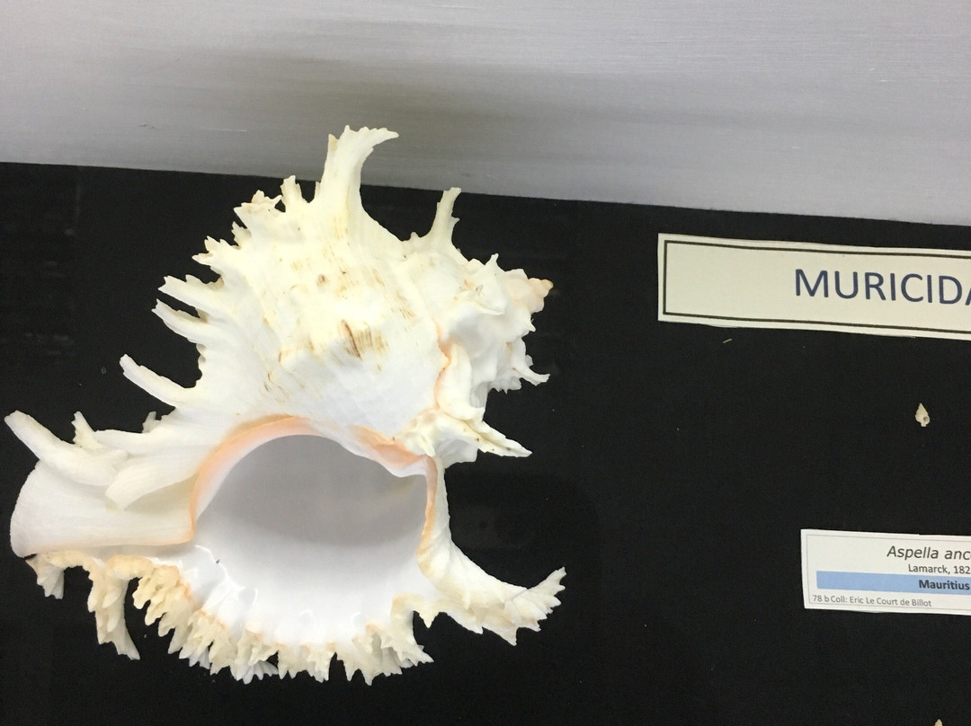 Musée du Coquillage-贝尔欧布莱必去景点