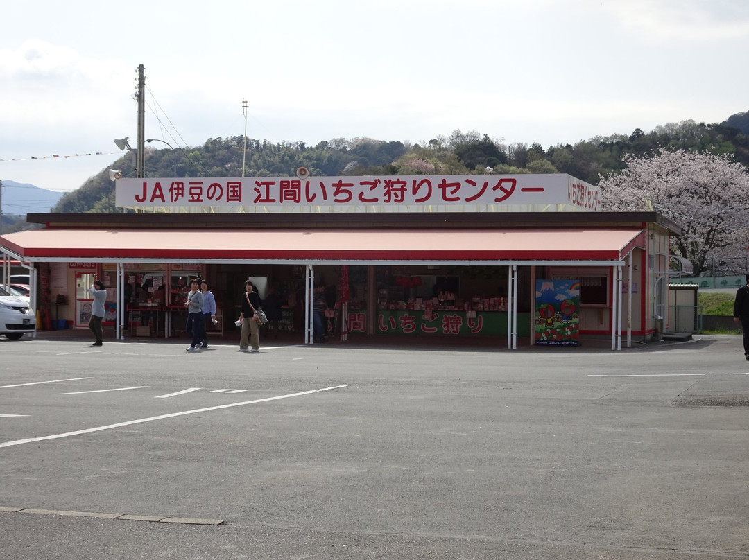 Ema Strawberry Picking Center-伊豆之国市必去景点