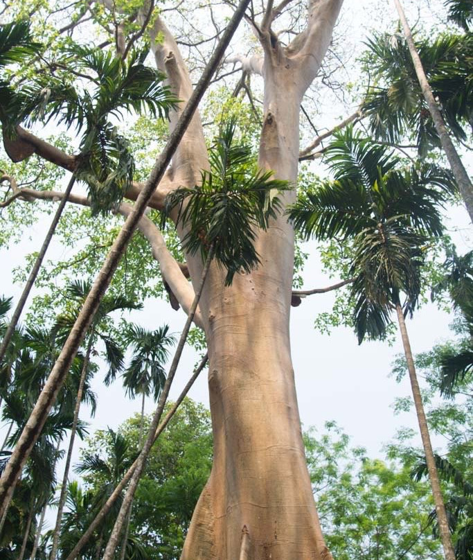 Big Tree-万莱必去景点