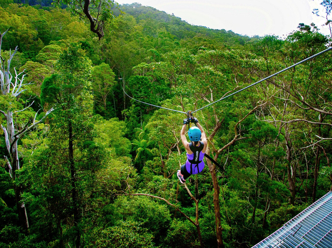 TreeTop Challenge景点图片