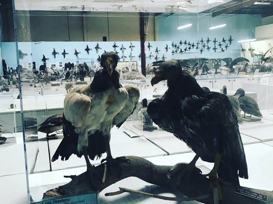 The Western Foundation of Vertebrate Zoology-卡马里奥必去景点