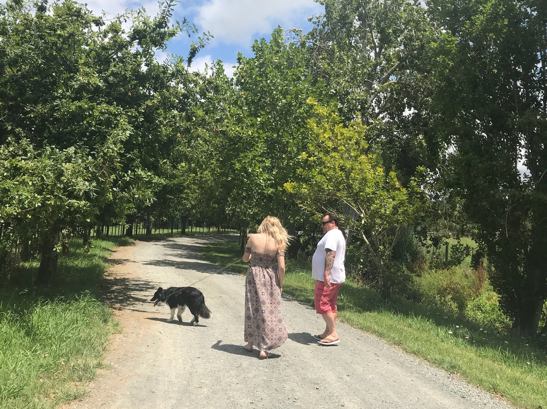 Matakana Country Park-马塔卡纳小镇必去景点