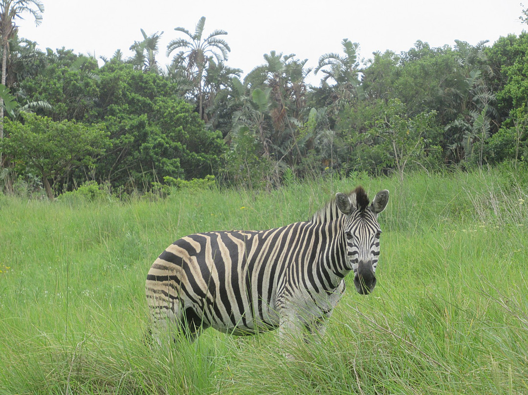 Kenneth Stainbank Nature Reserve-德班必去景点