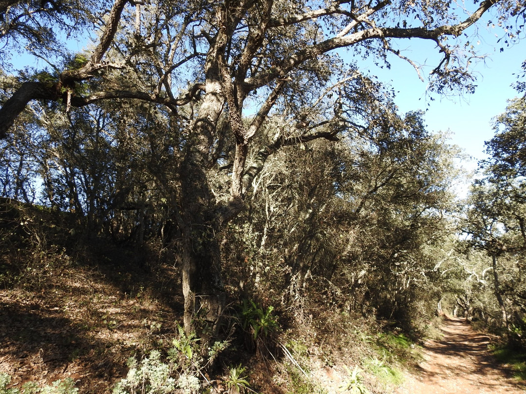 Finca de Osorio景点图片