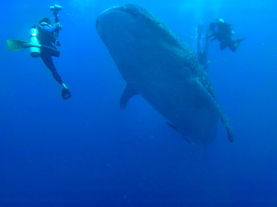 Bicol Dive Center-栋索尔必去景点