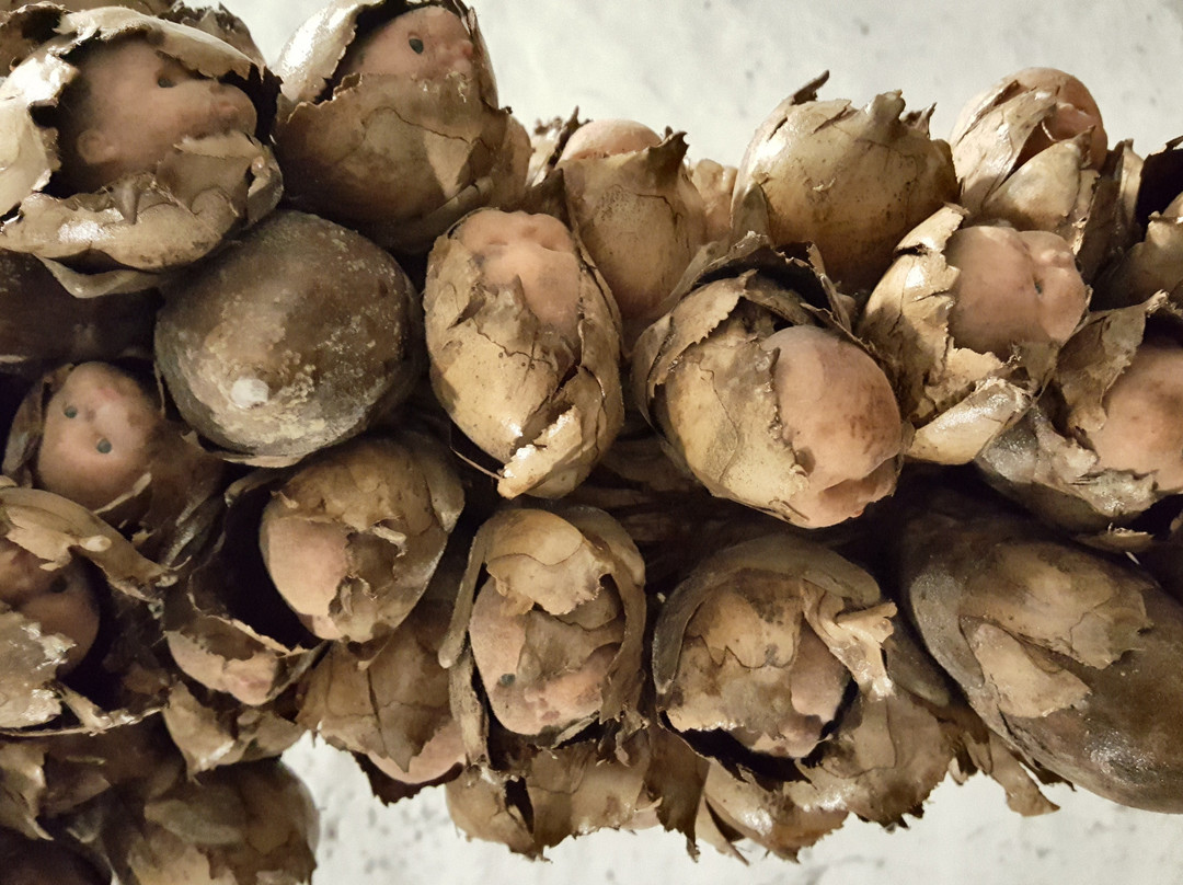 WWII Underground Shelter-Adamas必去景点